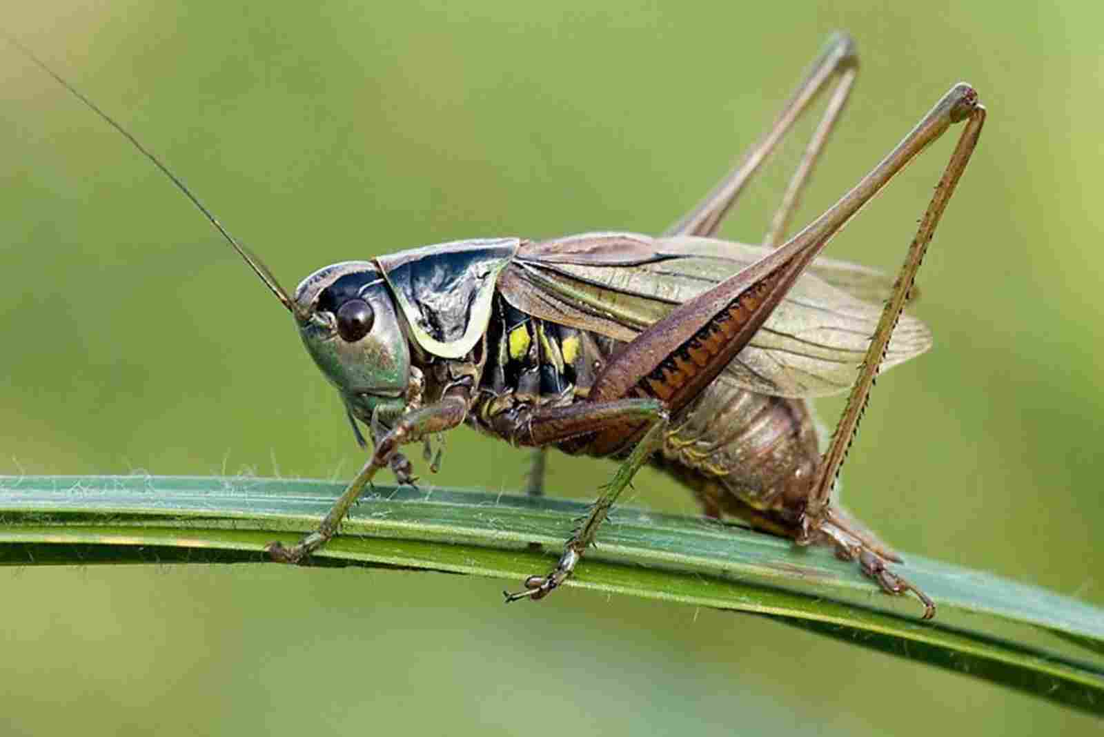 What is the coverage area of the Al Shabah flying insects killer?